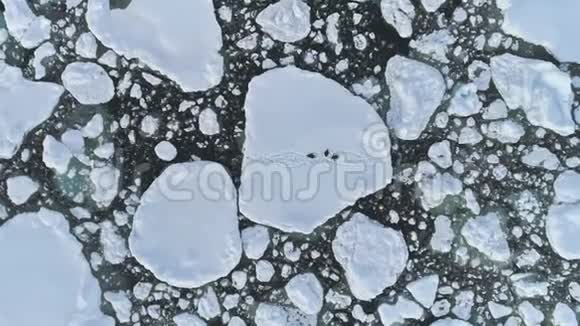 南极企鹅群的冰航天景观视频的预览图