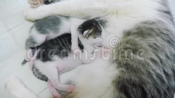 猫幸福的家庭妈妈和新生的小猫孩子们猫喂小猫猫的生活方式舔小猫动物视频的预览图