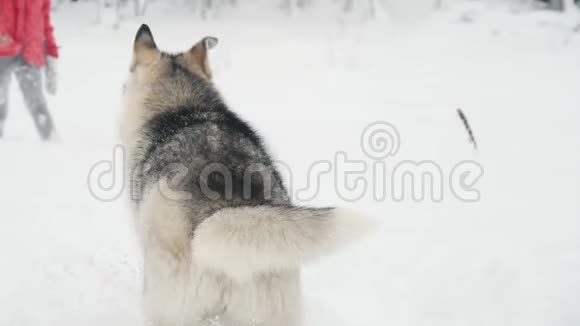 小女孩在户外雪地上慢动作地和西伯利亚哈士奇马拉穆特狗玩耍视频的预览图