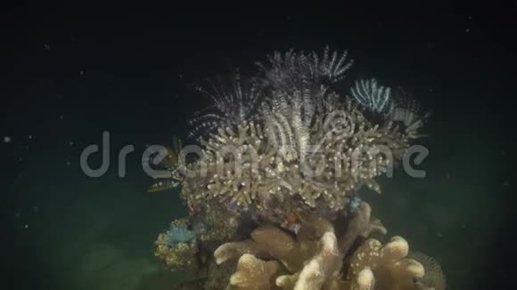 珊瑚礁菲律宾明多罗视频的预览图