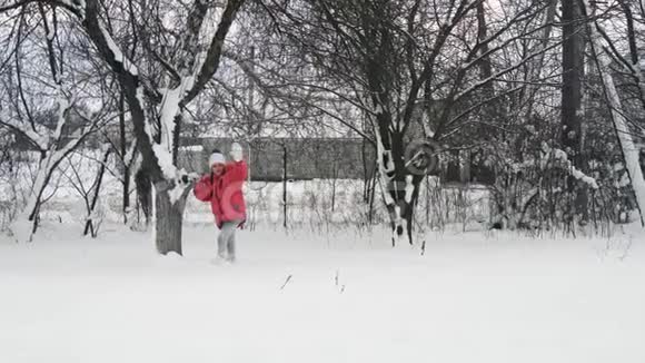 小女孩在户外雪地上慢动作地和西伯利亚哈士奇马拉穆特狗玩耍视频的预览图