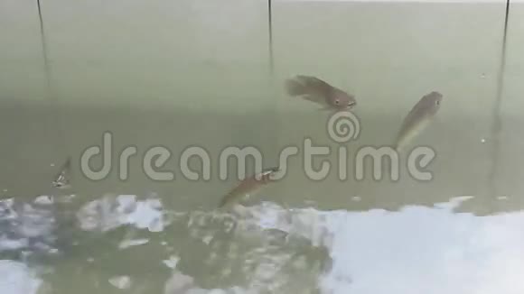 鱼在水里游泳视频的预览图