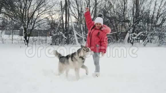 小女孩在户外雪地上慢动作地和西伯利亚哈士奇马拉穆特狗玩耍视频的预览图