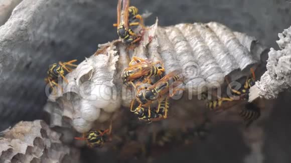 黄蜂虫屋脊下害虫黄蜂窝狂野黄蜂慢生活方式运动视频咬过敏危险视频的预览图