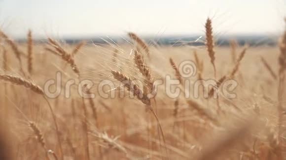 麦田日落景观慢生活方式运动视频农民智慧农业生态理念小麦视频的预览图