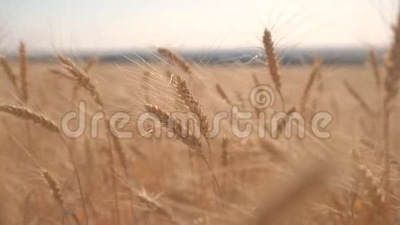 小麦麦田日落景观慢动作视频农民智慧农业生态生活方式理念小麦视频的预览图