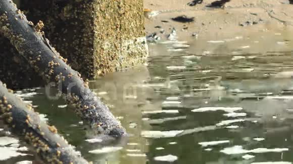 池塘中的白腿虾养殖视频的预览图