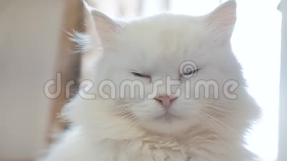 老白蓬松是睡猫画像老白猫坐在生活方式旁房子的窗户关上了视频的预览图