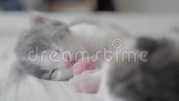 搞笑视频两只宠物生活方式可爱新生小猫睡觉团队在床上宠物概念宠物概念小猫视频的预览图