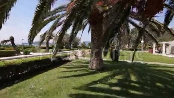 黑山的枣树视频的预览图