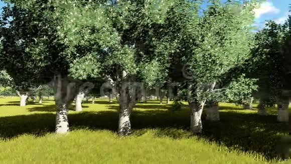 加利福尼亚颊树视频的预览图