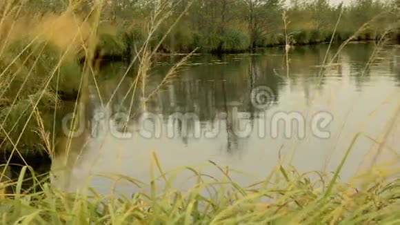 森林里的池塘秋天的白天光滑的娃娃射击视频的预览图