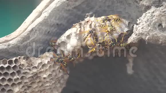 屋脊下的黄蜂病虫害黄蜂巢的生活方式野生黄蜂慢动作视频过敏咬伤危害视频的预览图