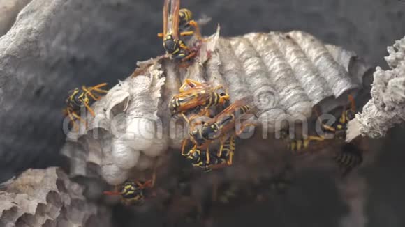 黄蜂虫屋脊下害虫黄蜂窝狂野黄蜂慢动作生活方式视频咬过敏危险视频的预览图