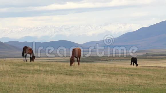 马在牧场放牧视频的预览图