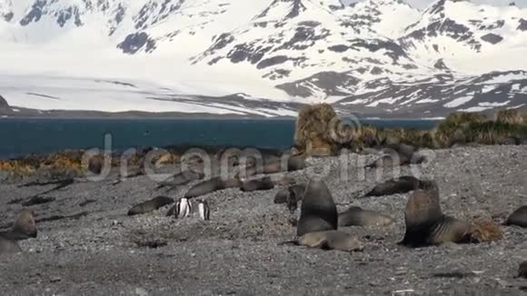 南极洲雪山背景上的国王企鹅和海豹视频的预览图