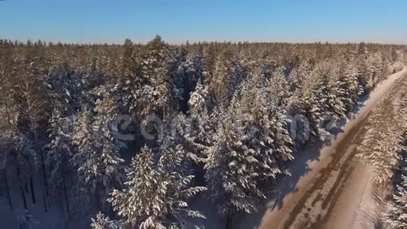 一条狭窄的森林道路在白雪覆盖的森林和松树之间视频的预览图