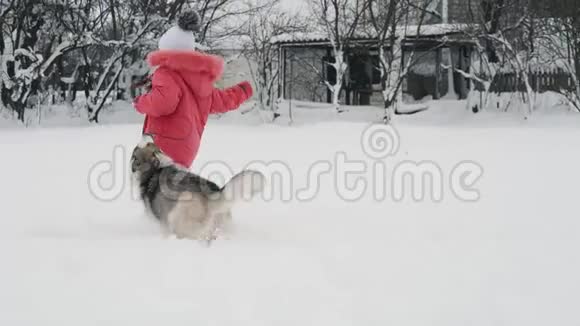 小女孩在户外雪地上慢动作地和西伯利亚哈士奇马拉穆特狗玩耍视频的预览图