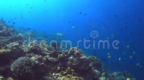 白尖礁鲨鱼4k视频的预览图