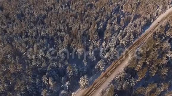 白雪覆盖的松树和松树之间的一条狭窄的森林道路视频的预览图