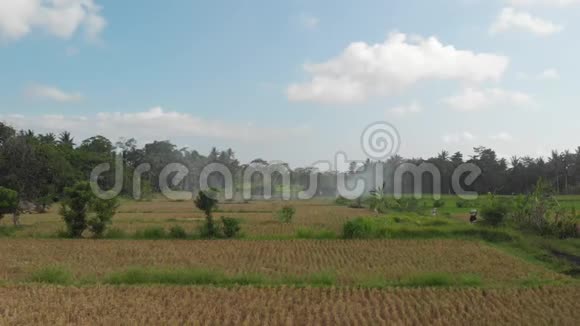 绿色背景巴厘岛稻田4K飞无人机视频青黄相接的景观稻田草地视频的预览图