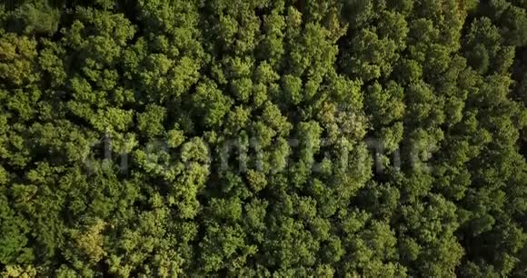 蓝天下的俄罗斯森林和山脉视频的预览图