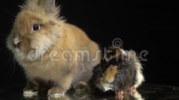 毛茸茸的兔子和豚鼠正坐在镜子桌上视频的预览图