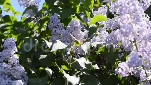蝴蝶瓦内萨卡迪对丁香花授粉开花视频的预览图