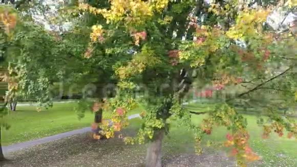 城市公园里五颜六色的空中树木视频的预览图