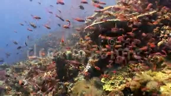 礁坡上五颜六色的鱼群视频的预览图