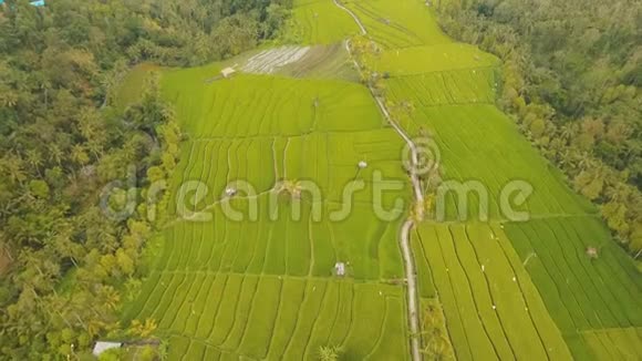 印度尼西亚巴厘岛稻田景观视频的预览图