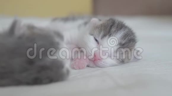 搞笑视频两只宠物可爱新生小猫睡觉团队在床上宠物概念宠物概念生活方式小猫视频的预览图