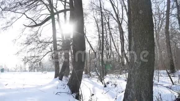 树木大自然冬季干燥的森林白雪景观冻结了河流视频的预览图