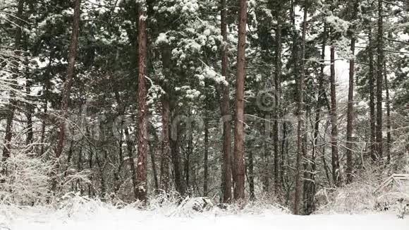 冬天的松树视频的预览图