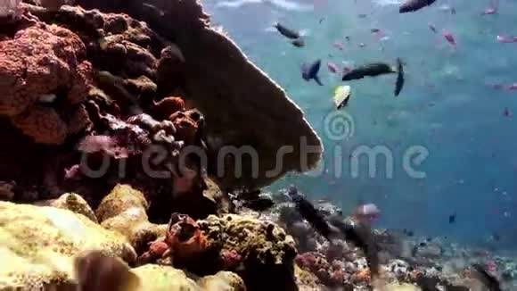 礁坡上五颜六色的鱼群视频的预览图