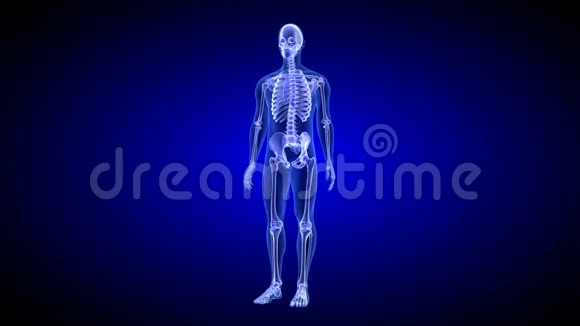 蓝色人体解剖体三维扫描渲染旋转无缝环视频的预览图