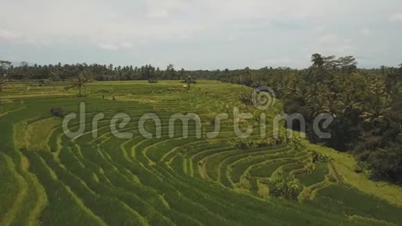 露台稻田巴厘岛印度尼西亚视频的预览图