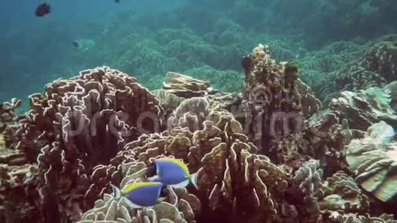 热带水下世界视频的预览图