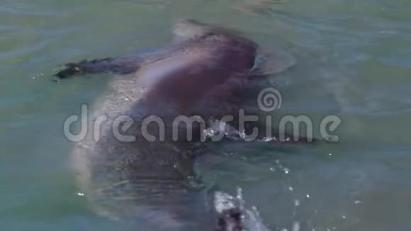 海洋和海豚慢动作视频的预览图