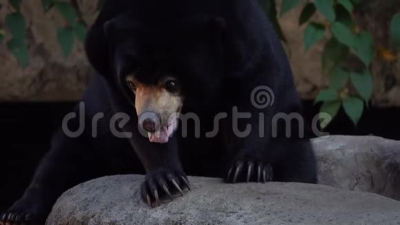 太阳熊马来西亚人视频的预览图