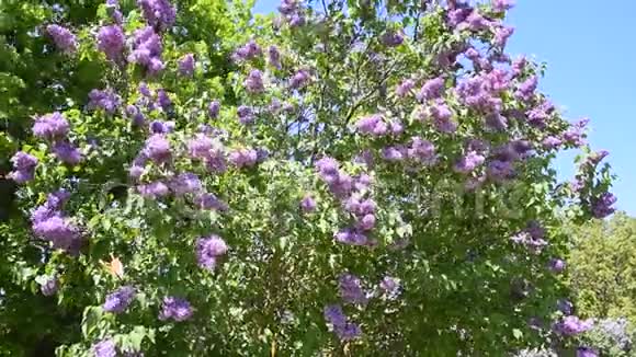 花开紫薇室外美丽的紫色丁香花视频的预览图