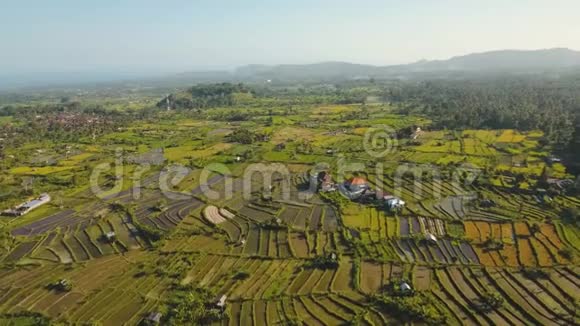 印尼巴厘岛水稻梯田景观视频的预览图
