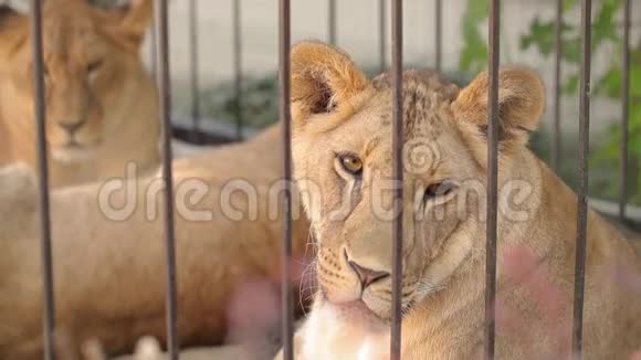 一只美丽的母狮正在动物园里休息一群狮子正在动物园里休息视频的预览图