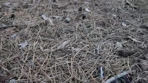 松林中的圆锥体视频的预览图