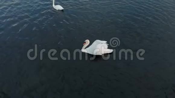 白色天鹅在水面上空中射击视频的预览图