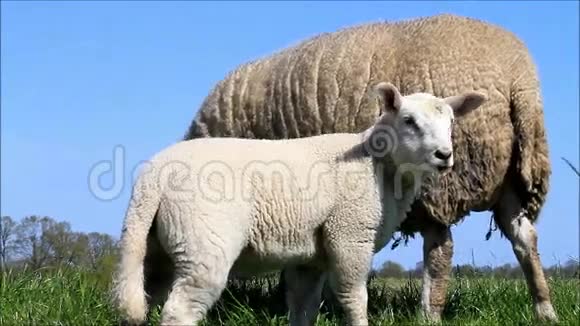草地上的白羊肉视频的预览图