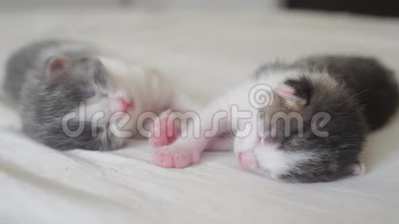 搞笑视频两只宠物可爱新生小猫睡觉团队在床上宠物概念宠物概念小猫斑纹视频的预览图