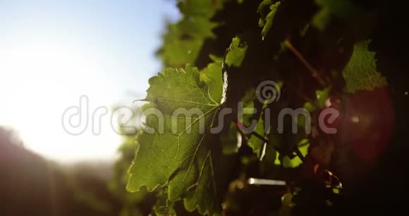 葡萄园中成熟葡萄的特写镜头视频的预览图