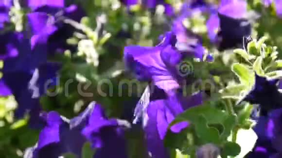 紫色牵牛花在微风中摇曳视频的预览图