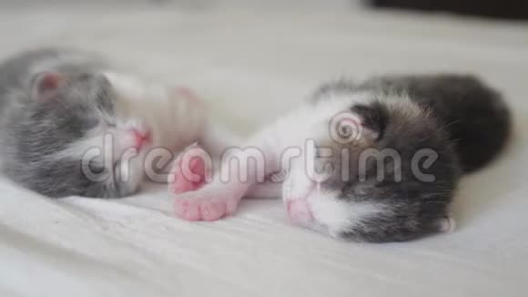 搞笑视频两只宠物可爱新生小猫睡觉团队在床上宠物概念宠物概念小猫条纹视频的预览图